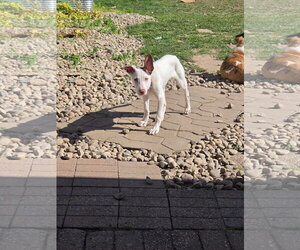 Australian Shepherd-Unknown Mix Dogs for adoption in New London, WI, USA