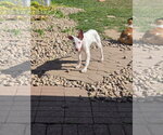 Tilly - Female Australian Shepherd-Unknown Mix Dog for Adoption - Small photo