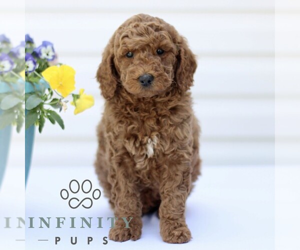 Medium Photo #3 Goldendoodle (Miniature) Puppy For Sale in RONKS, PA, USA