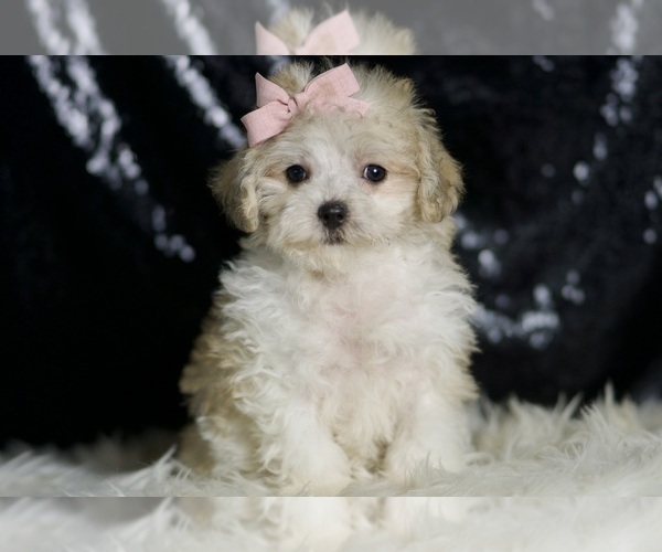 Medium Photo #46 Maltipoo Puppy For Sale in WARSAW, IN, USA