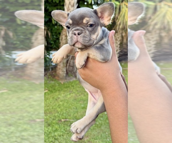 Medium Photo #1 French Bulldog Puppy For Sale in NAPLES, FL, USA