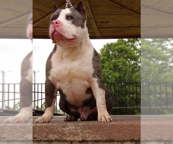 Medium Photo #1 American Bully Puppy For Sale in MOUNTAIN VIEW, OK, USA