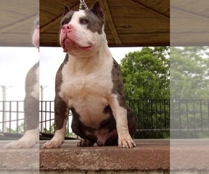 American Bully Puppy for sale in MOUNTAIN VIEW, OK, USA
