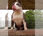 Small American Bully