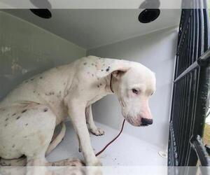 Dogo Argentino-Unknown Mix Dogs for adoption in Houston, TX, USA