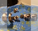 Small Photo #10 Boston Terrier Puppy For Sale in NEWPORT, NC, USA
