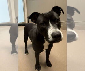 Mutt Dogs for adoption in La Porte, IN, USA