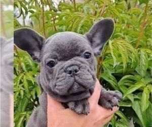 French Bulldog Dog for Adoption in TAMPA, Florida USA
