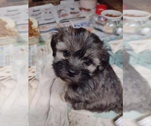 Poodle (Standard)-Shih Tzu Mix Puppy for sale in SALUDA, SC, USA