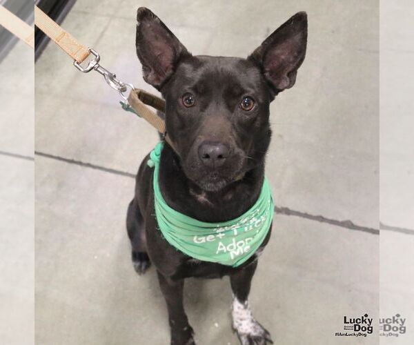 Medium Photo #2 Labrador Retriever-Unknown Mix Puppy For Sale in Washington, DC, USA