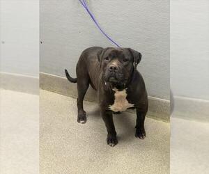 Mutt Dogs for adoption in Las Vegas, NV, USA