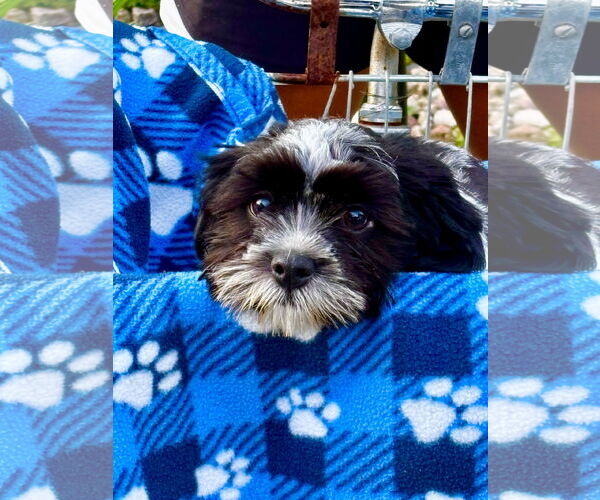 Medium Photo #3 Havanese Puppy For Sale in Sioux Falls, SD, USA