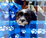 Small #2 Havanese
