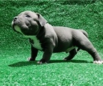 Small #4 American Bully