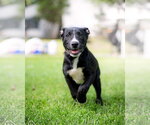 SHY - Female Mutt Dog for Adoption - Small photo