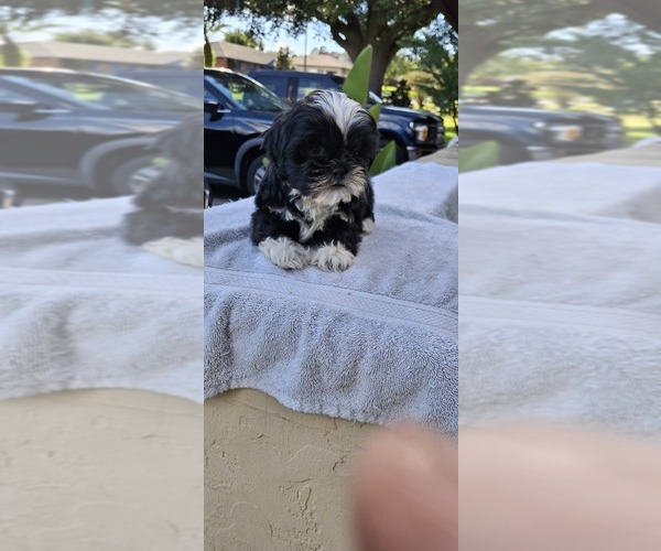Medium Photo #3 Shih Tzu Puppy For Sale in LAKELAND, FL, USA