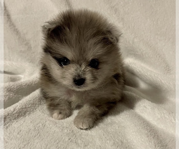 Medium Photo #3 Pomeranian Puppy For Sale in PORTLAND, ME, USA