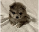 Small Photo #3 Pomeranian Puppy For Sale in PORTLAND, ME, USA