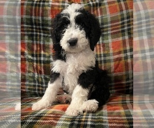 Bernedoodle Puppy for Sale in DAYTON, Nevada USA