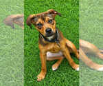 Small Labrador Retriever Mix