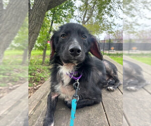 Medium Photo #2 Mutt Puppy For Sale in Elmsford, NY, USA