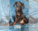 Small #8 Doberman Pinscher