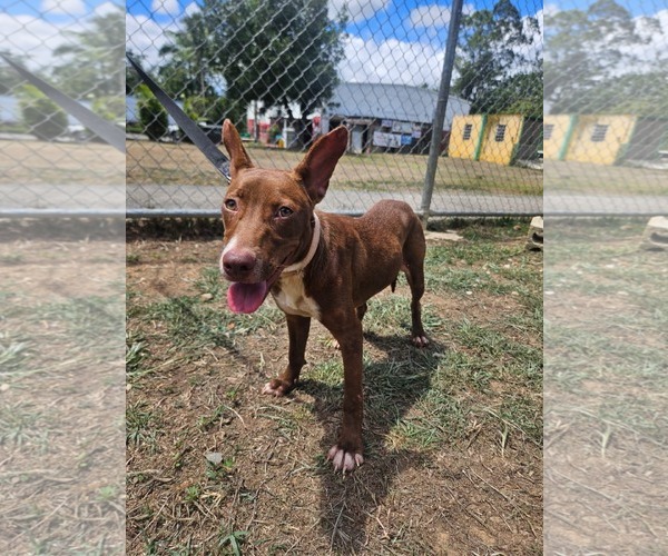 Medium Photo #2 Ibizan Hound Puppy For Sale in NYC, NY, USA