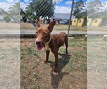 Small #1 Ibizan Hound