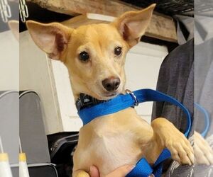 Chihuahua-Unknown Mix Dogs for adoption in Carrollton, TX, USA