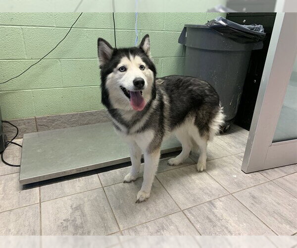 Medium Photo #1 Siberian Husky-Unknown Mix Puppy For Sale in Grand Prairie, TX, USA