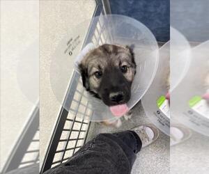 Shepradors Dogs for adoption in Fort Collins, CO, USA