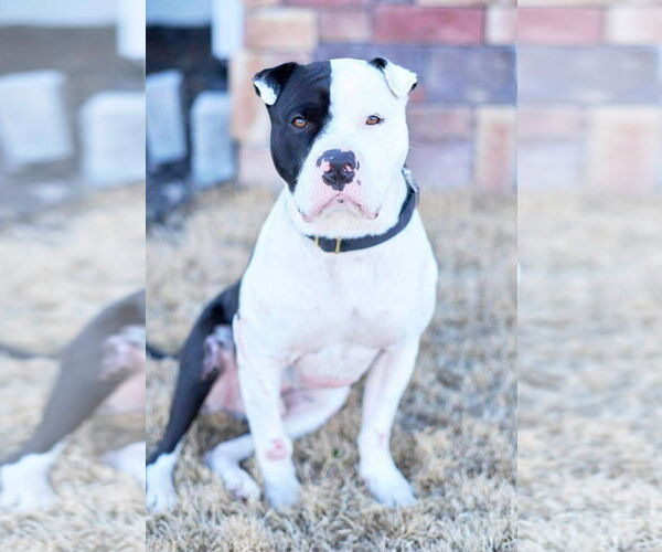 Medium Photo #12 Mutt Puppy For Sale in Alexander, AR, USA