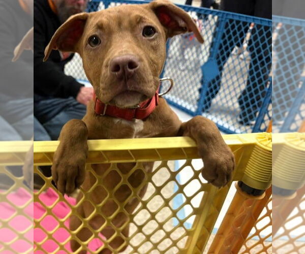 Medium Photo #2 Mutt Puppy For Sale in Wenonah, NJ, USA