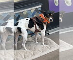 Small #5 Rat Terrier Mix