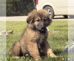 Small German Shepherd Dog-Great Pyrenees Mix