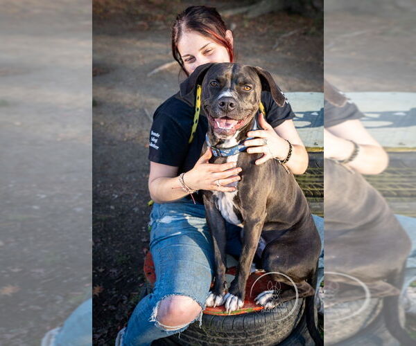 Medium Photo #2 American Pit Bull Terrier-American Staffordshire Terrier Mix Puppy For Sale in Brewster, NY, USA