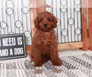 Cavapoo Puppy for sale in NAPLES, FL, USA
