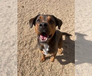 Black and Tan Coonhound-Unknown Mix Dogs for adoption in Brighton, CO, USA