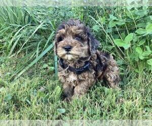 Poovanese Puppy for sale in SHILOH, OH, USA