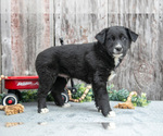Small Photo #6 Australian Cattle Dog-Miniature Australian Shepherd Mix Puppy For Sale in SULLIVAN, OH, USA