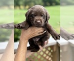 Small #7 Labrador Retriever