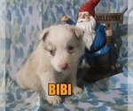 Small Photo #5 Australian Shepherd Puppy For Sale in jasper, AR, USA