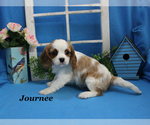 Small #1 Cavalier King Charles Spaniel