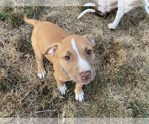 Bullypit Puppy for sale in LACEY, WA, USA