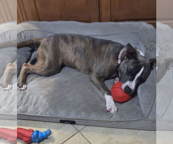 Medium Photo #5 Mutt Puppy For Sale in Mount Laurel, NJ, USA