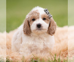 Puppy SNICKERS Goldendoodle (Miniature)