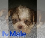 Small Photo #5 Shih Tzu Puppy For Sale in OTTAWA, OH, USA