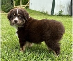 Small Photo #8 Australian Shepherd Puppy For Sale in NEOSHO, MO, USA