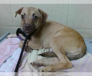 Chug Dogs for adoption in Downey, CA, USA