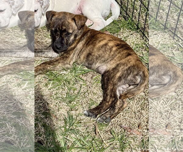 Medium Photo #2 American Pit Bull Terrier-Unknown Mix Puppy For Sale in Hillsboro, MO, USA